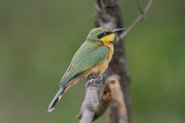 Obraz premium Little bee-eater - Merops pusillus perched with green background. Photo from Kruger Natioanal Park in South Africa.