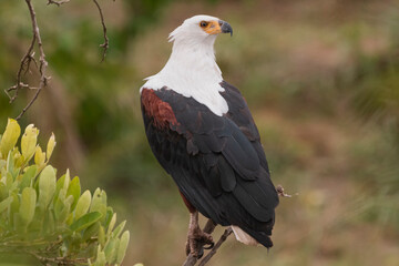 African fish eagle - Haliaeetus vocifer perched. Photo from Kruger National Park in South Africa.