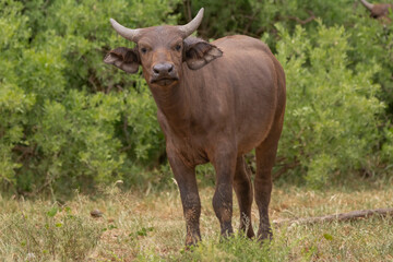 Naklejka na ściany i meble African buffalo, Cape buffalo - Syncerus caffer with the green vegetation in background. Photo from Kruger National Park in South Africa.