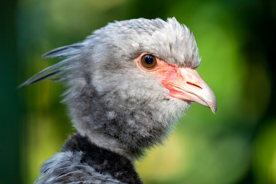 The southern screamer (Chauna torquata) is a species of bird in family Anhimidae of the waterfowl order Anseriformes. It is found in Argentina, Bolivia, Brazil, Paraguay, Peru, and Uruguay