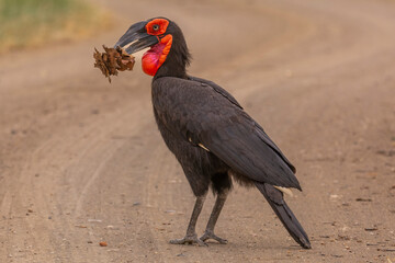 Southern ground hornbill - Bucorvus leadbeateri walking on road with dried leaves in beak. Photo from Kruger National Park in South Africa.