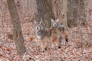 Two Coyotes in an Autumn Forest