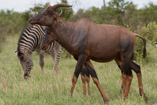 Common tsessebe or sassaby - Damaliscus lunatus lunatus walking on green grass. Photo from Kruger National Park in South Africa.