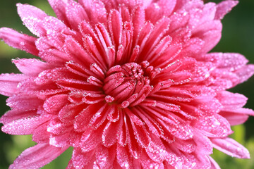 Morning dew drops on petals after rain. Pink Chrysanthemum flower head. Floral background. Raindrops on the petals. Beautiful  chrysanthemum flower blooming in garden. Close up of pink chrysanthemum 