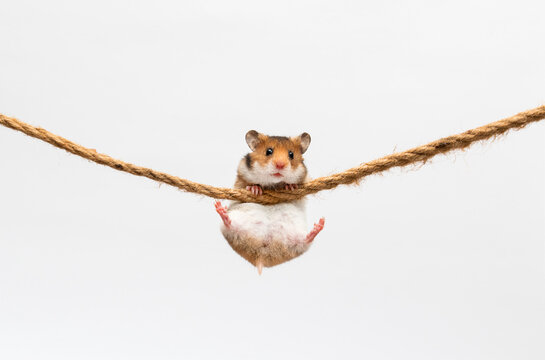 hamster hanging on a rope