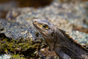 portrait of black iguana (Ctenosaura similis) warming  in Uvita beach, Marino Ballena, Costa Rica