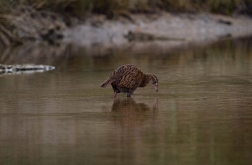 Brown weka maori hen woodhen foraging wading through river steam low tide water in Abel Tasman National Park New Zealand