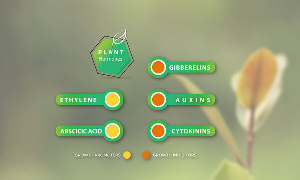 Types of plant hormone. growth promoters and growth inhibitors include auxins, gibberelins, cytokinins, ethylene, abscicic acid