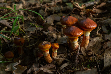 Mushroom season. Autumn in the park. Slippery Jack edible cattails Suillus luteus