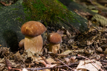 Boletus edulis or cep, edible wild mushroom in a forest