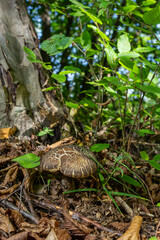 Edible mushroom Leccinum pseudoscabrum in deciduous forest. Known as Hazel Bolete. Wild mushroom growing in the leaves