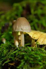 Clustered Bonnet Mycena inclinata growing on a mossy stump