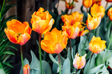 Beautiful orange and yellow tulips flower background. Decorative exotic plants bloom in spring season. Vibrant colors, selective focus.