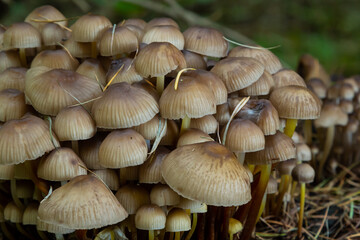 Amicable family of mushrooms with thin legs Clustered bonnet on a green background Mushroom-Mycena inclinata