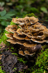 Anise mazegill, a brown rot fungus, Gloeophyllum odoratum
