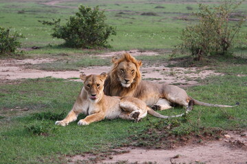 Close-up of a lion and lioness resting after mating 