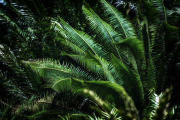 Fototapeta na wymiar Subtropical cycad evergreen palm. Floral background. Fan-shaped leaves, intensely green.