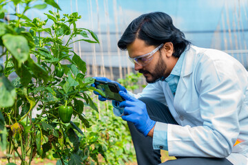 agro scientist checking vegetables or lant growth by taking photos on mobile phone at greenhouse -...
