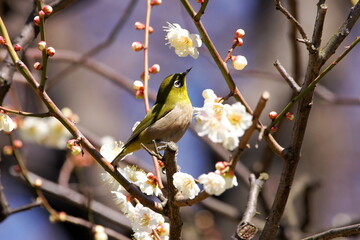 White-eye came to suck nectar from plum blossoms