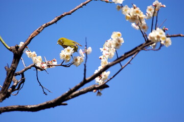 White-eye came to suck nectar from plum blossoms