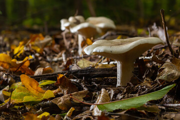Lactifluus vellereus formerly Lactarius vellereus fungus in the forest