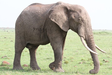 Single elephant walkind across green meadow with one leg raised