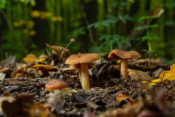 Gymnopus hariolorum mushrooms on the old stump