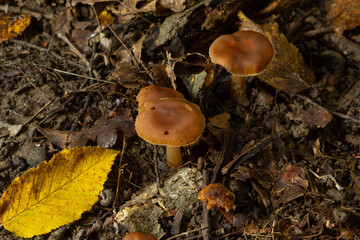Gymnopus hariolorum mushrooms on the old stump