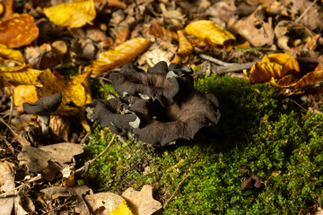 Black chanterelle mushrooms, fungi aka cepes, trumpets of the dead