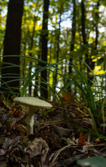 A closeup of Amanita citrina, false death cap or citron amanita