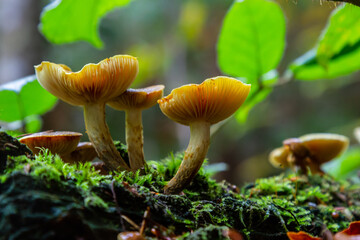 Gymnopilus penetrans, known as Common Rustgill, wild growing mushroom