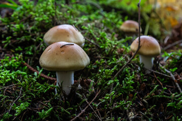 Hygrophorus olivaceoalbus, known as the olive wax cap, wild mushrooms
