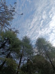 Tree's in the forest