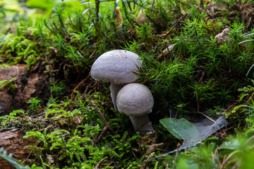 Hygrophorus olivaceoalbus, known as the olive wax cap, wild mushrooms