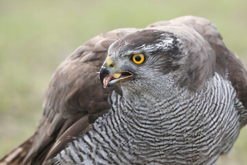 A portrait of a female Northern Goshawk against a green background

