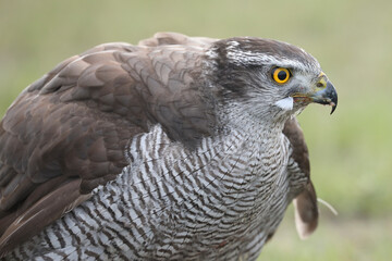 A portrait of a female Northern Goshawk against a green background
