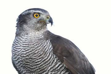 Fototapeta premium A portrait of a female Northern Goshawk against a bright background 