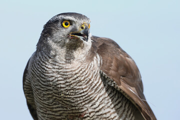 A portrait of a female Northern Goshawk against a blue sky
