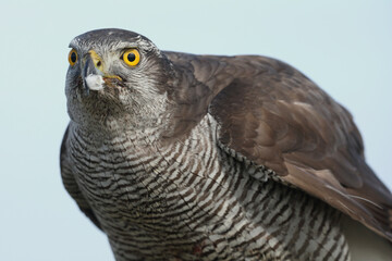 A portrait of a female Northern Goshawk against a blue sky
