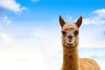 Portrait of alpacas on the background of blue sky. South American camelid. Funny concept copy space