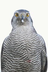A portrait of a female Northern Goshawk against a bright background
