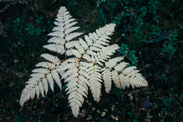 Large albino fern. New Zealand silver fern (Cyathea dealbata). Rare plants of the undergrowth.