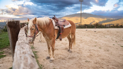Horse tied to the fence of a mountain stables. Gorgeous brown quadruped animal with a limp and blond mane.