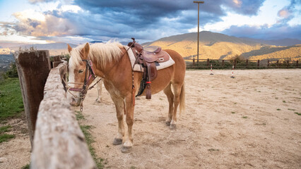 Horse tied to the fence of a mountain stables. Gorgeous brown quadruped animal with a limp and...