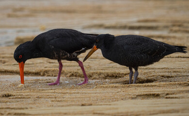 A pair of foraging black variable oystercatcher birds walking on sand beach in Abel Tasman National...
