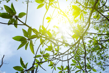 Mangrove tree leaves bloom on a sunny day with sunlight