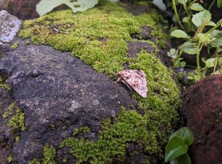 moss on the rocks