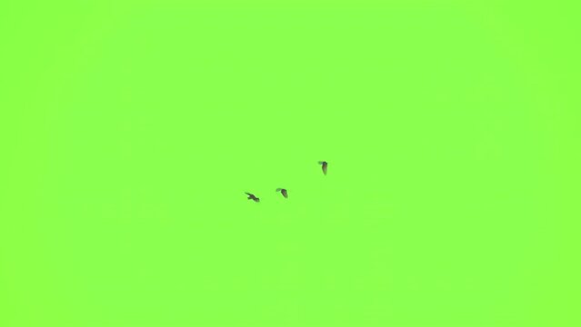 Flock of bird flying slow motion on green screen background