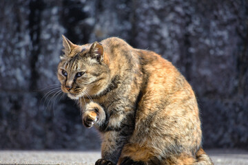 のんびり過ごしている可愛いキジトラの野良