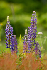 Lupines